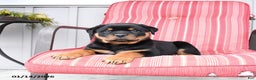 Rottweiler dogs for sale: Smokey - Ad 1