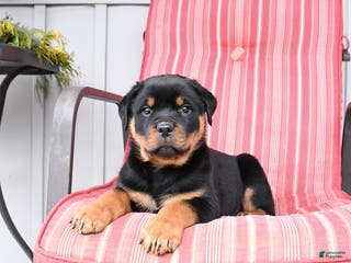 Rottweiler dogs Smokey - Ad 23