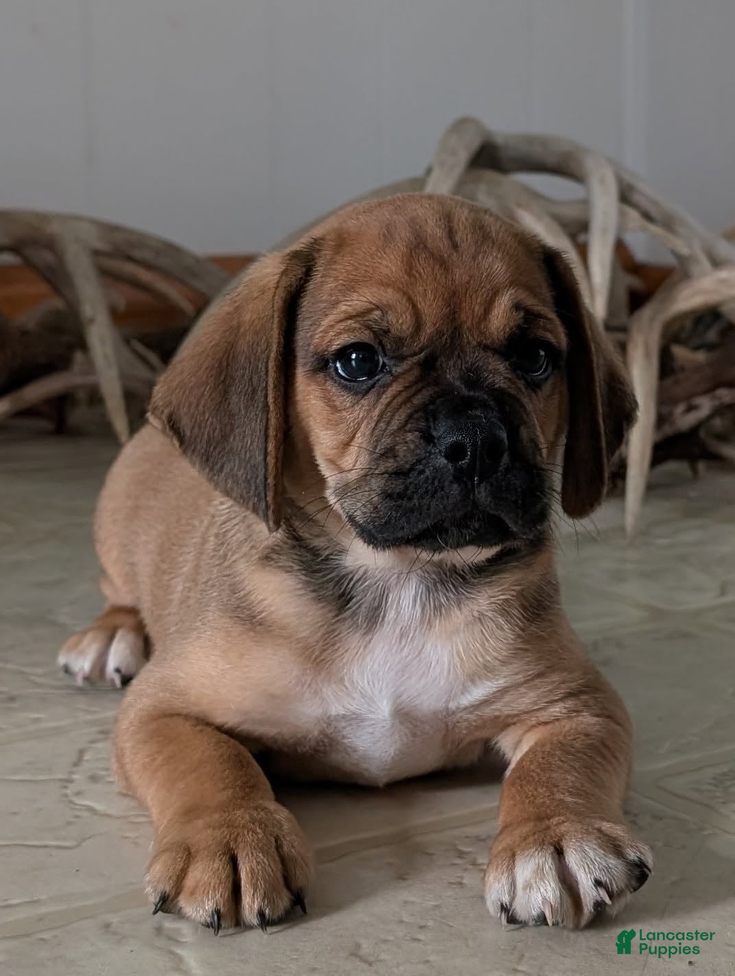 Puggle dogs Kenny  - Ad 1