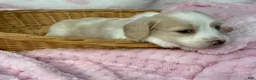 Miniature Dachshund dogs for sale: Blue collar girl  - Ad 3