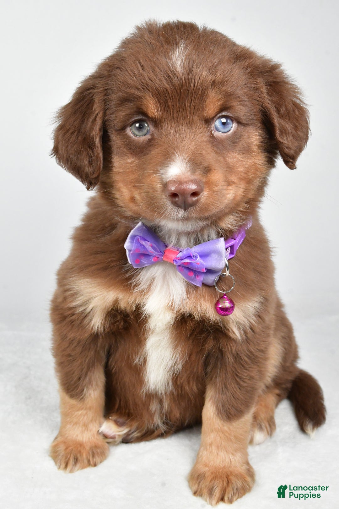 Miniature Australian Shepherd dogs for sale: Robin - Ad 1