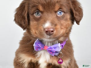 Miniature Australian Shepherd dogs Robin - Ad 2