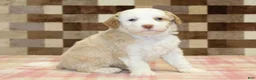 Mini Bernedoodle dogs for sale: Hanna - Ad 4