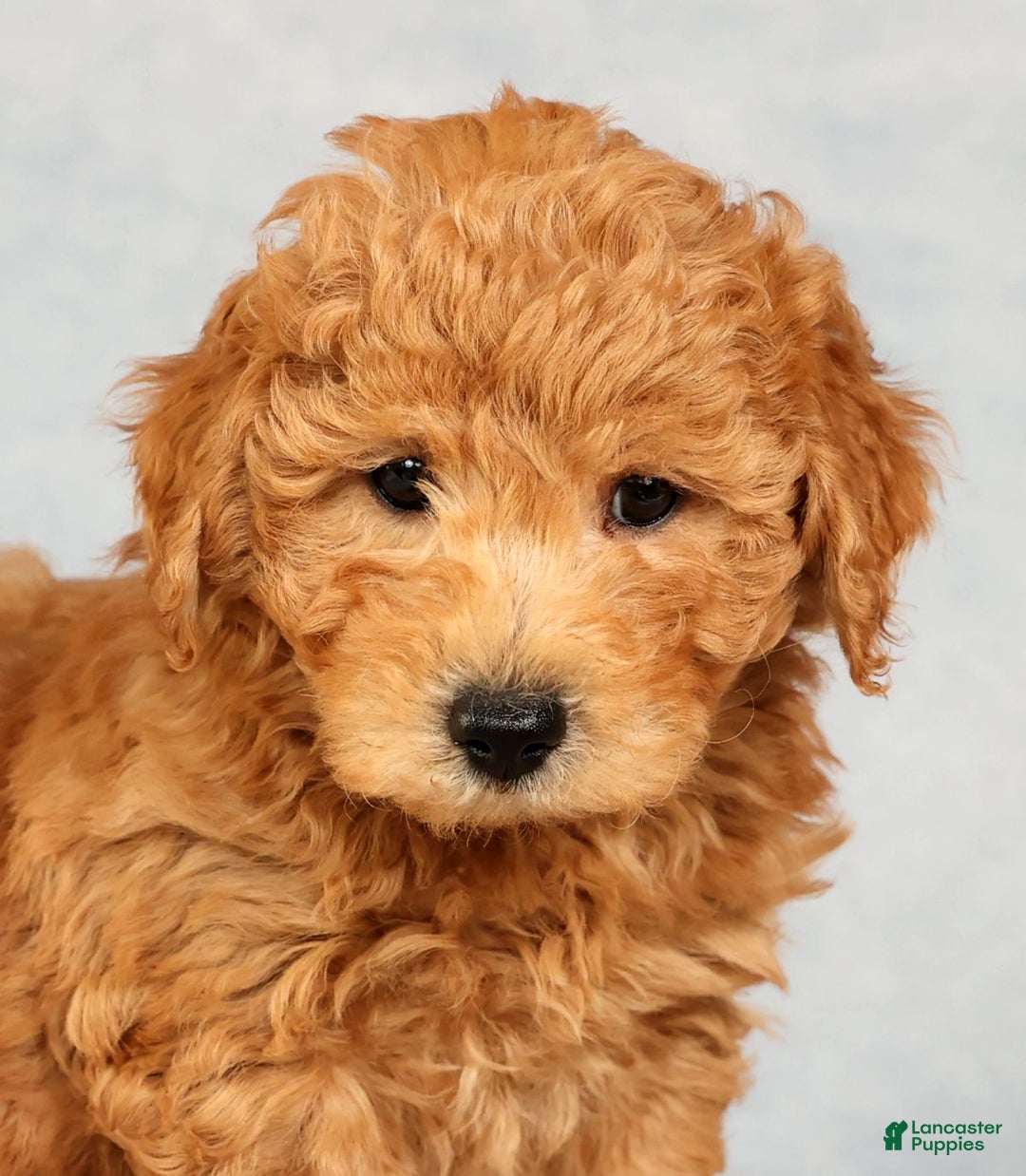 Bichpoo dogs for sale: Carson - Ad 9