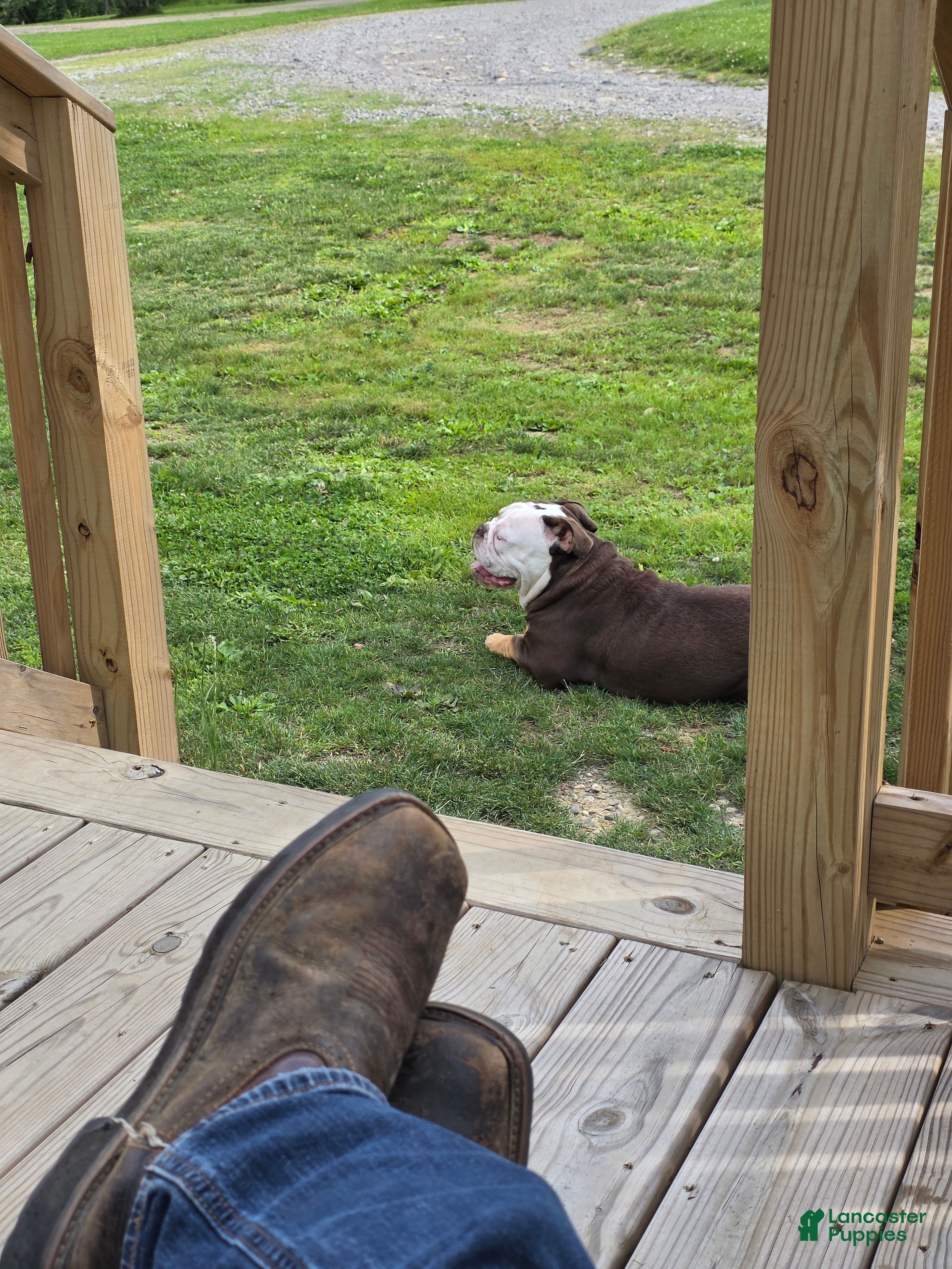 English Bulldog dogs Rubble  - Ad 2