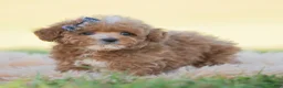 Toy Poodle dogs for sale: Munchkin - Ad 6