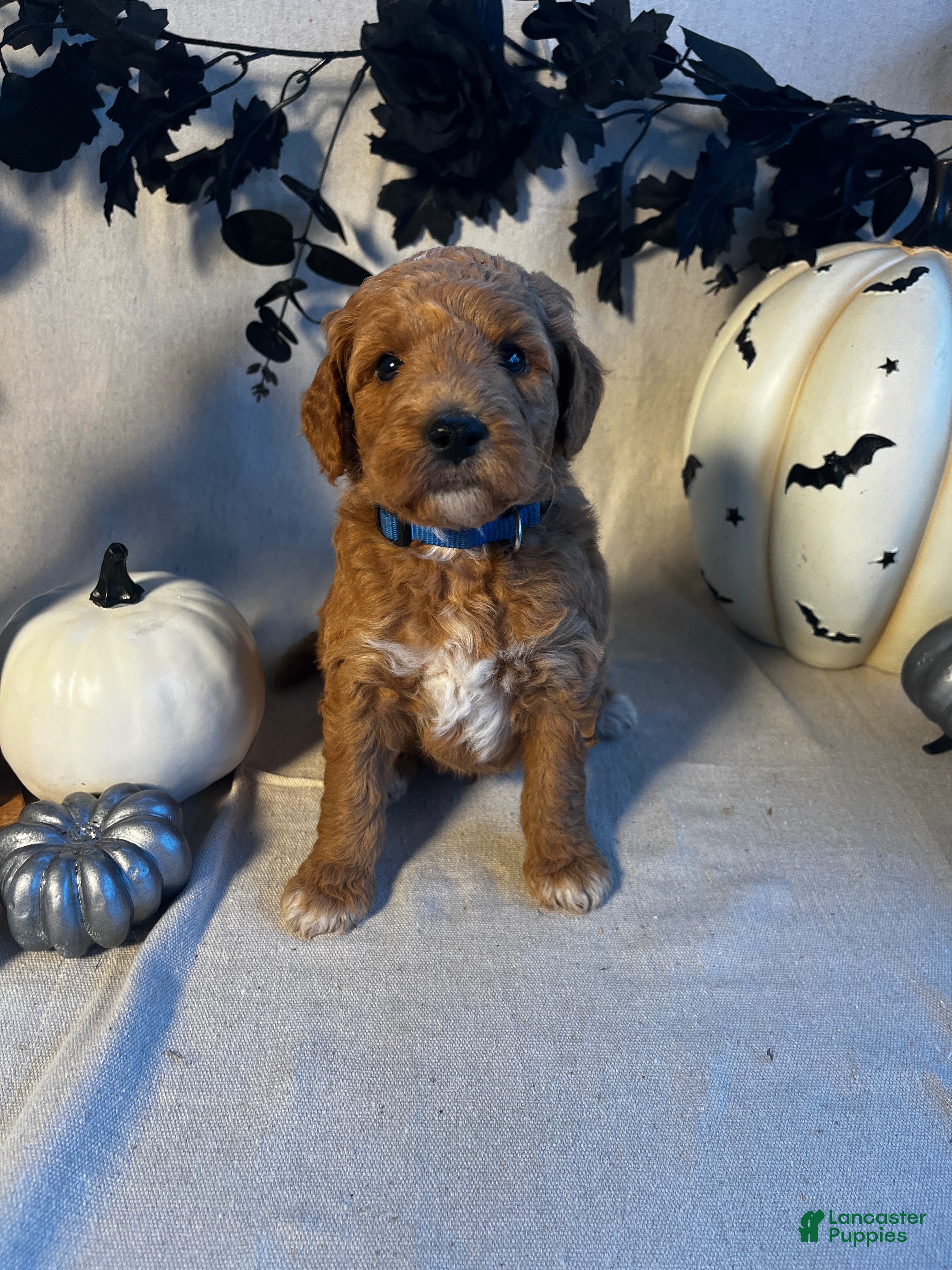 Goldendoodle dogs Dark Blue-Murray - Ad 5