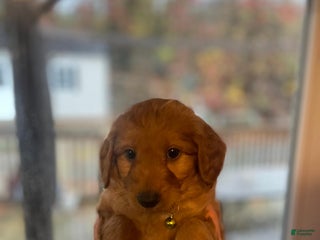 Mini Goldendoodle dogs - Ad 32