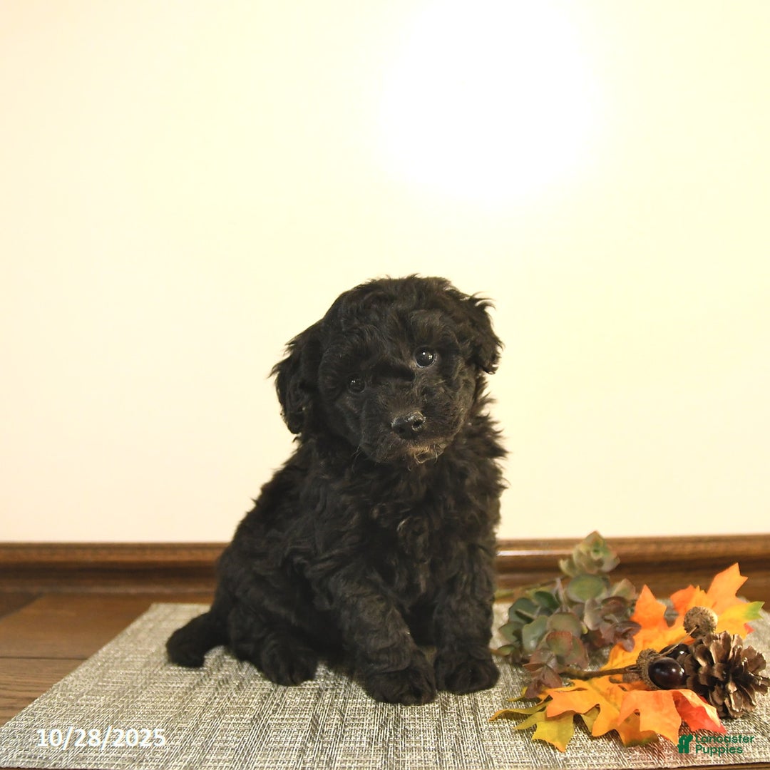 Mini Goldendoodle dogs for sale: Stella - Ad 6
