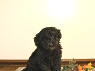 Mini Goldendoodle dogs - Ad 41