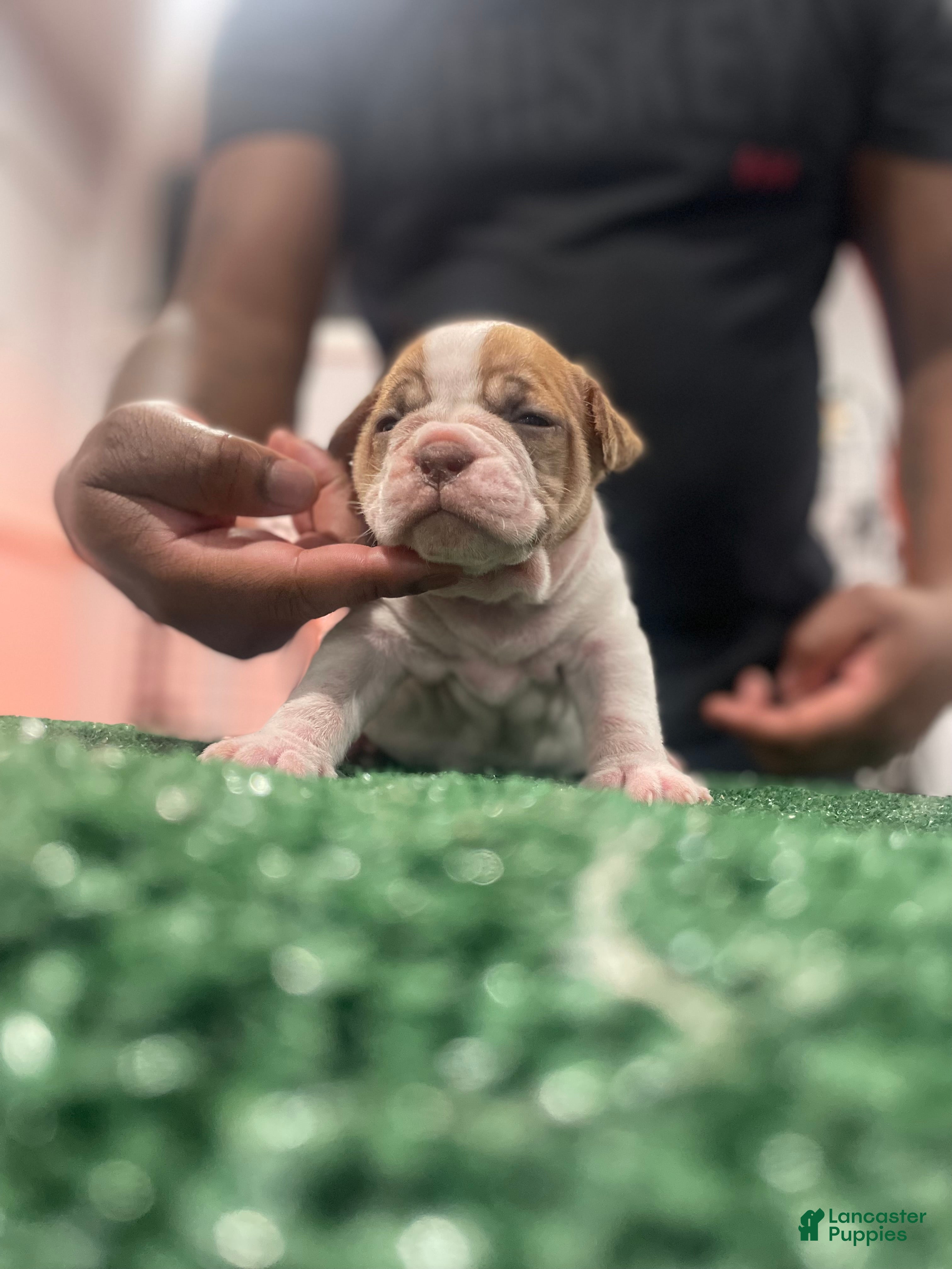 American Bully dogs American Bully Puppy 3 - Ad 12