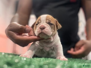 American Bully dogs American Bully Puppy 3 - Ad 8