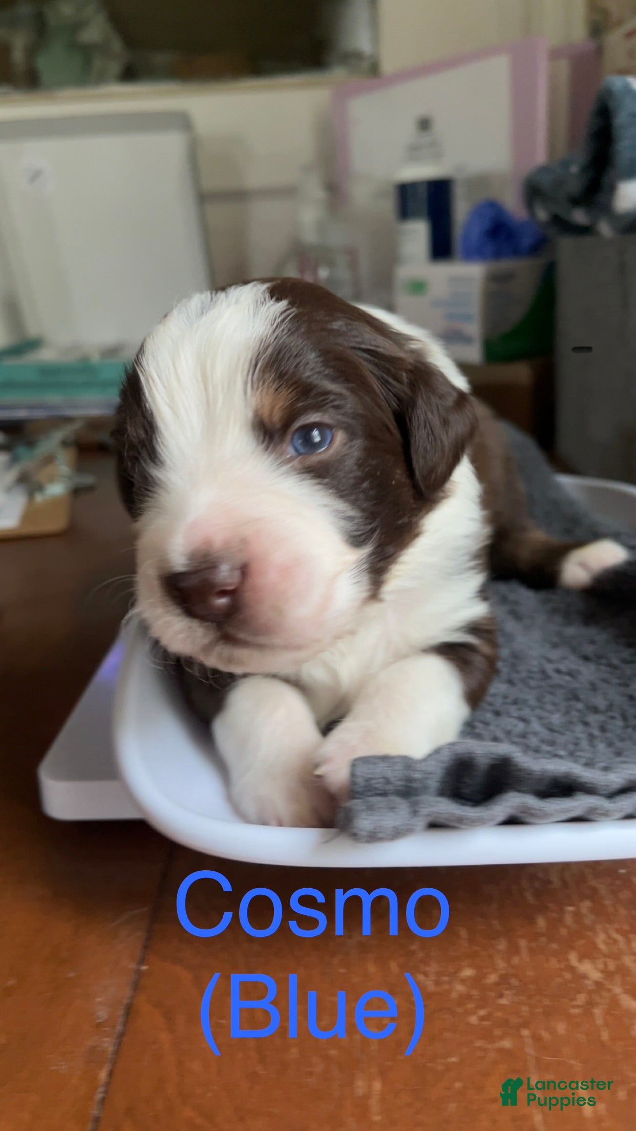 Australian Shepherd dogs Cosmo (Blue) - Ad 40