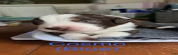 Australian Shepherd dogs for sale: Cosmo - Ad 3