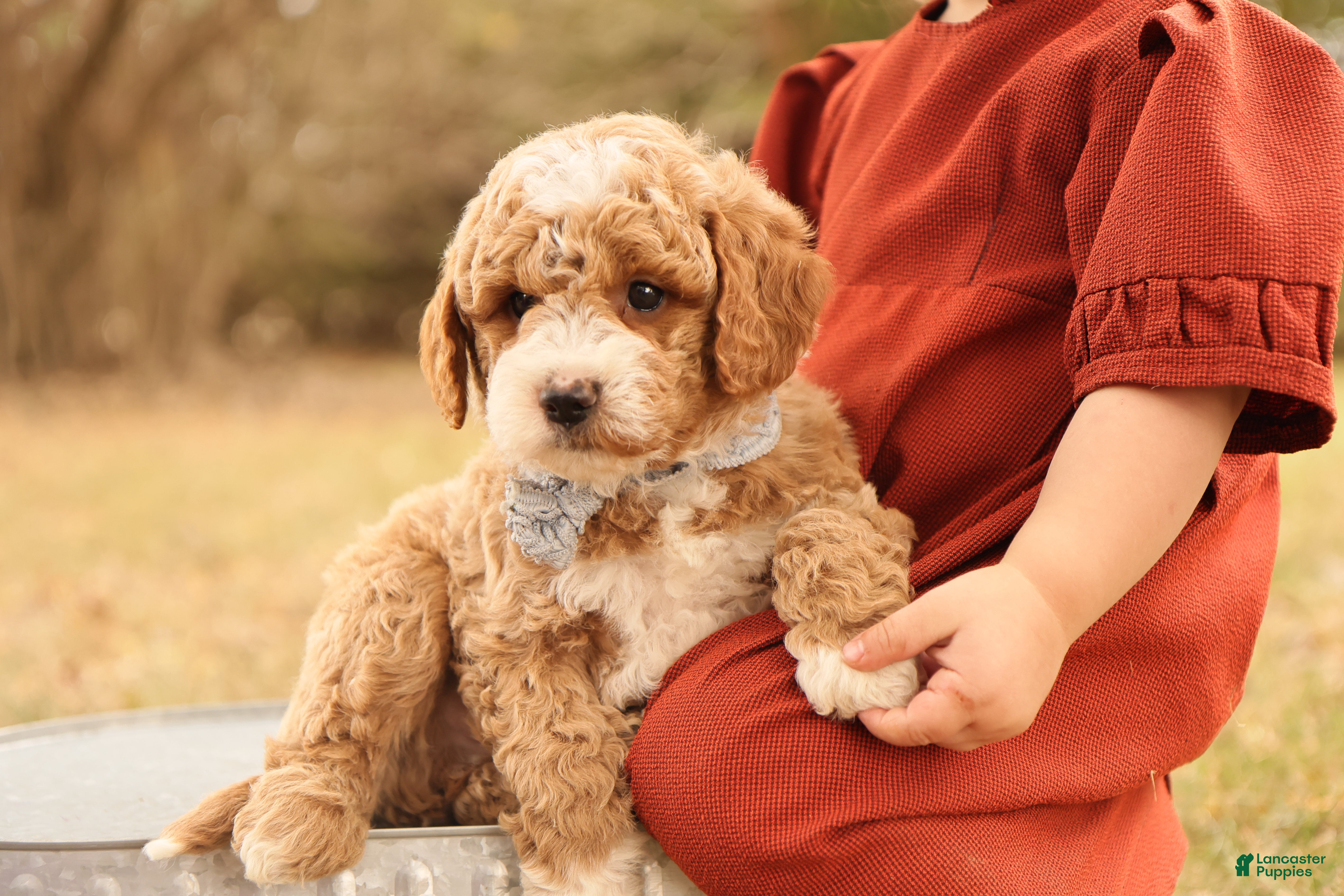 Mini Goldendoodle dogs Asher - Ad 39