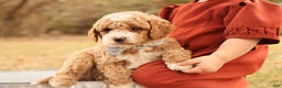 Mini Goldendoodle dogs for sale: Asher - Ad 1