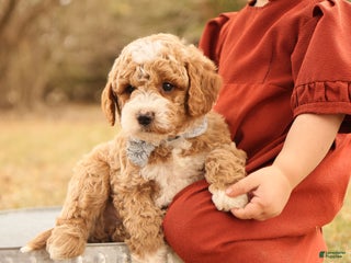 Mini Goldendoodle dogs - Ad 26