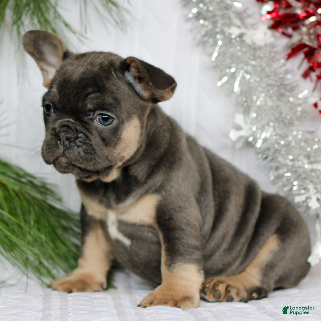 French Bulldog dogs for sale: Peppa  - Ad 2