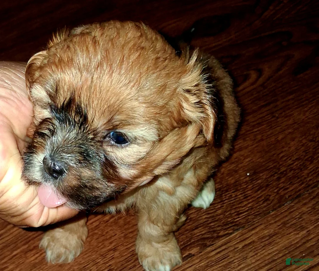 Mixed Breed dogs for sale: Mixed Breed 2 - Ad 1