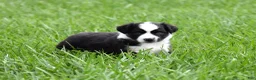 Miniature Australian Shepherd dogs for sale: Cash - Ad 13