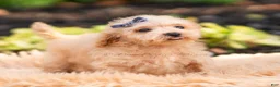 Maltipoo dogs for sale: Pebblewhisk - Ad 5