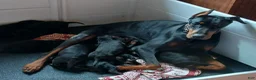 Doberman Pinscher dogs for sale: Doberman Pinscher 1 - Ad 28