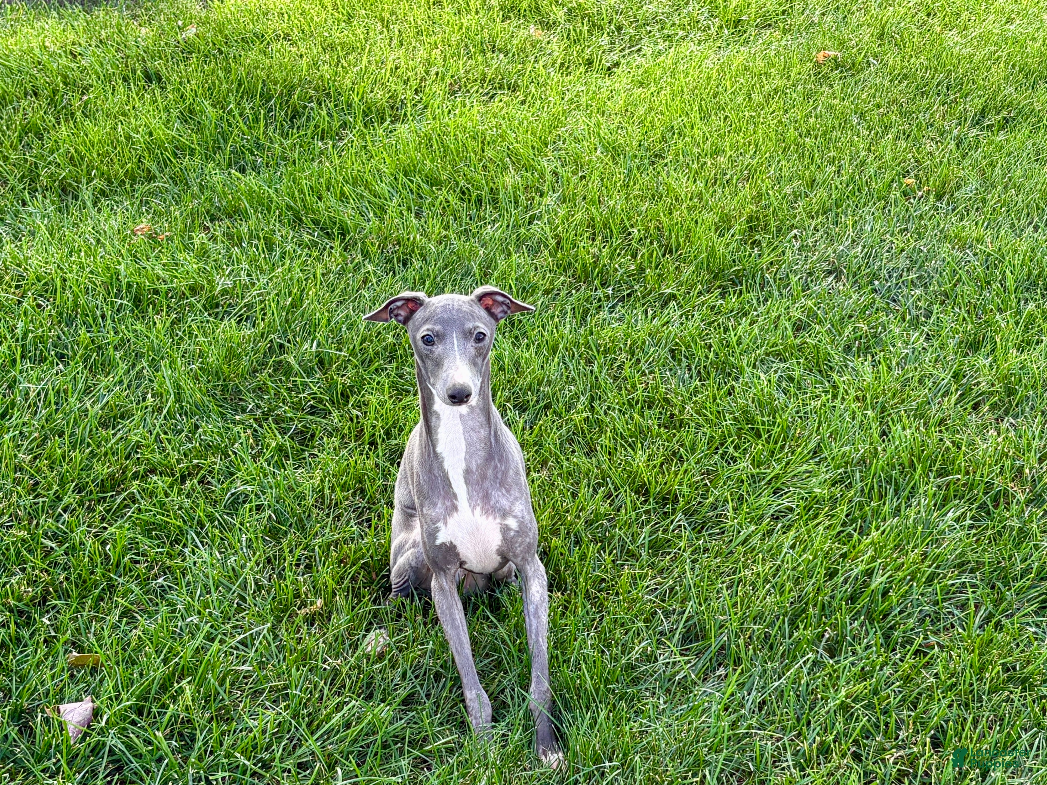 Italian Greyhound dogs for sale: Robbie - Ad 2