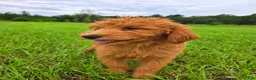 Goldendoodle dogs for sale: Teddy - Ad 1