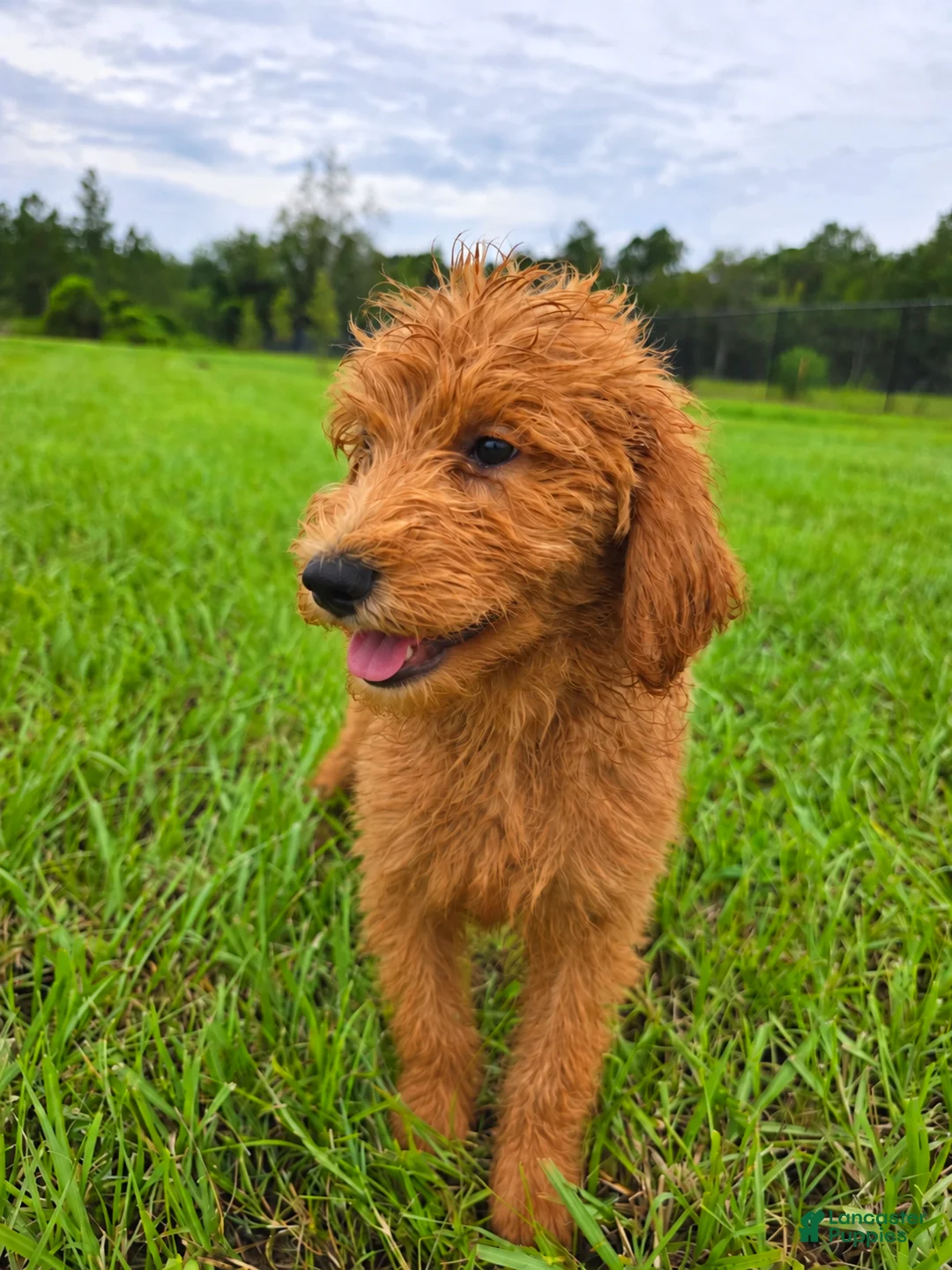 Goldendoodle dogs for sale: Teddy - Ad 1