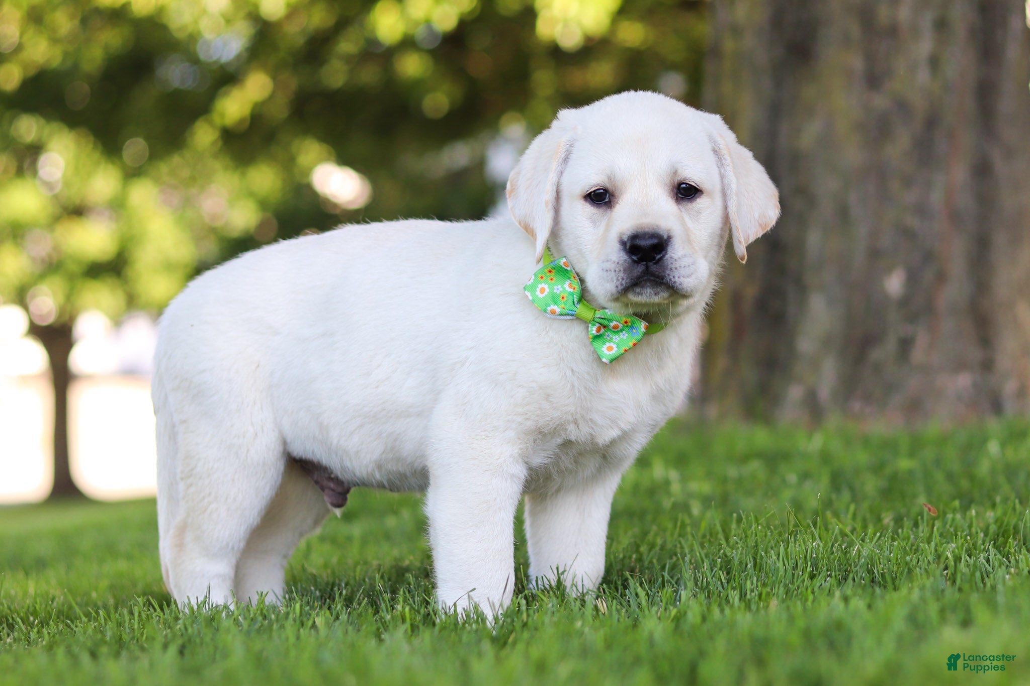 Labrador Retriever dogs for sale: Bernie - Ad 6