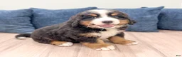 Bernese Mountain Dog dogs for sale: Maven - Ad 5