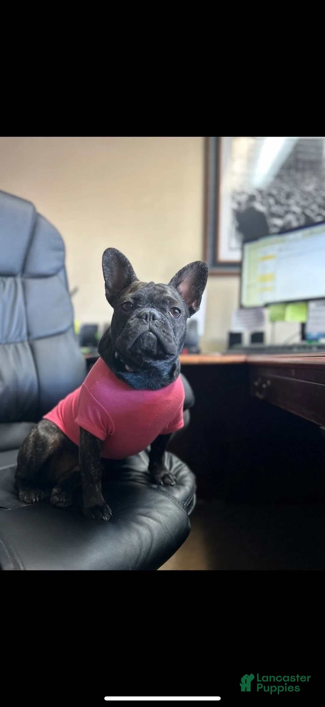 French Bulldog dogs for sale: Fawn Merle (Richard) - Ad 4