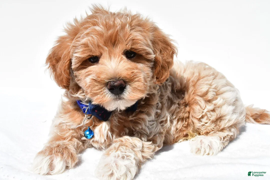 Maltipoo dogs for sale: Georgie - Ad 2