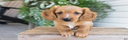 Dachshund dogs for sale: Harvey - Ad 5