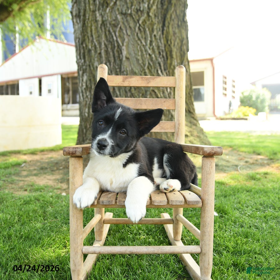 Mixed Breed dogs Oreo - Ad 2