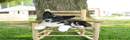 Mixed Breed dogs for sale: Oreo - Ad 2