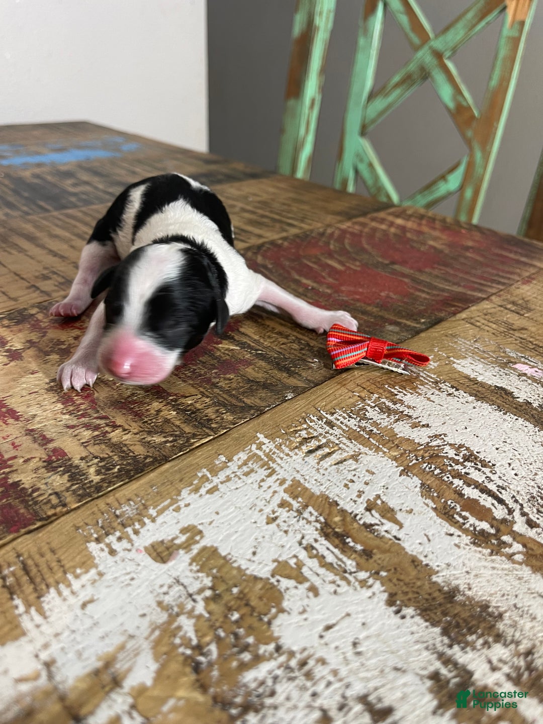 Miniature Poodle dogs for sale: Akc Clear Tri Red Bow - Ad 4