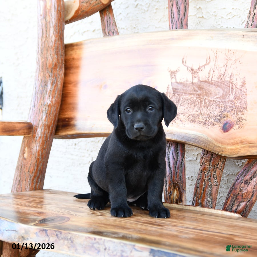 Labrador Retriever dogs Zulu - Ad 38