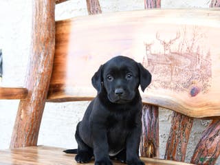 Labrador Retriever dogs Zulu - Ad 38