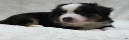 Miniature Australian Shepherd dogs for sale: Buster - Ad 5