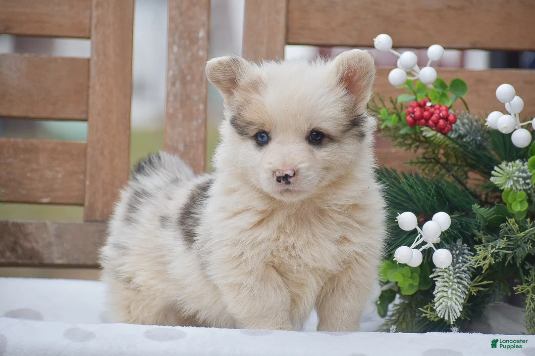 Welsh Corgi Pembroke dogs for sale: Maaleck - Ad 5