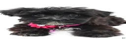 Morkie dogs for sale: Willow - Ad 5