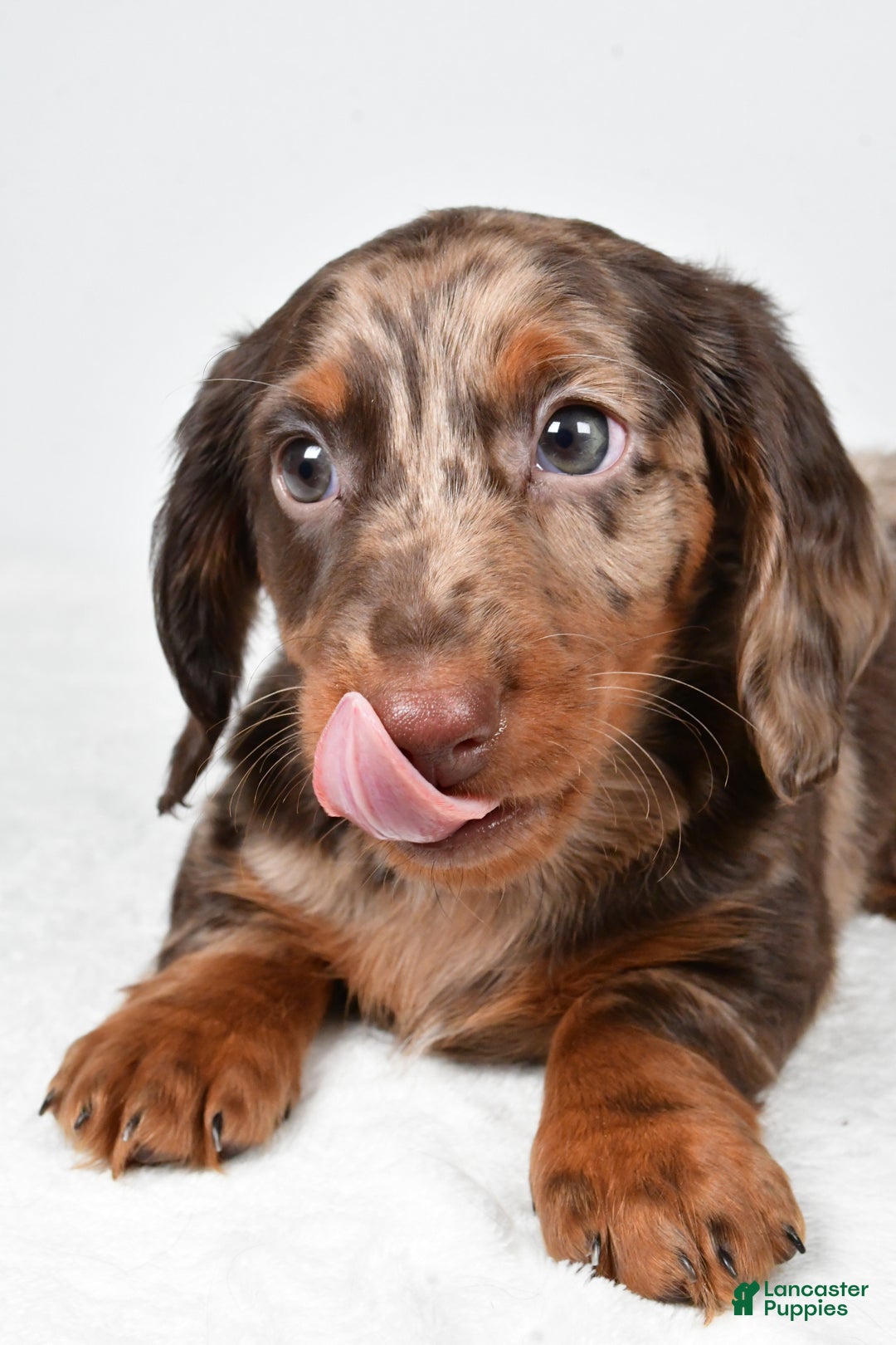 Miniature Dachshund dogs for sale: Asher - Ad 4