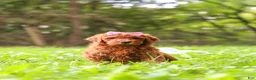 Goldendoodle dogs for sale: Sophie - Ad 6