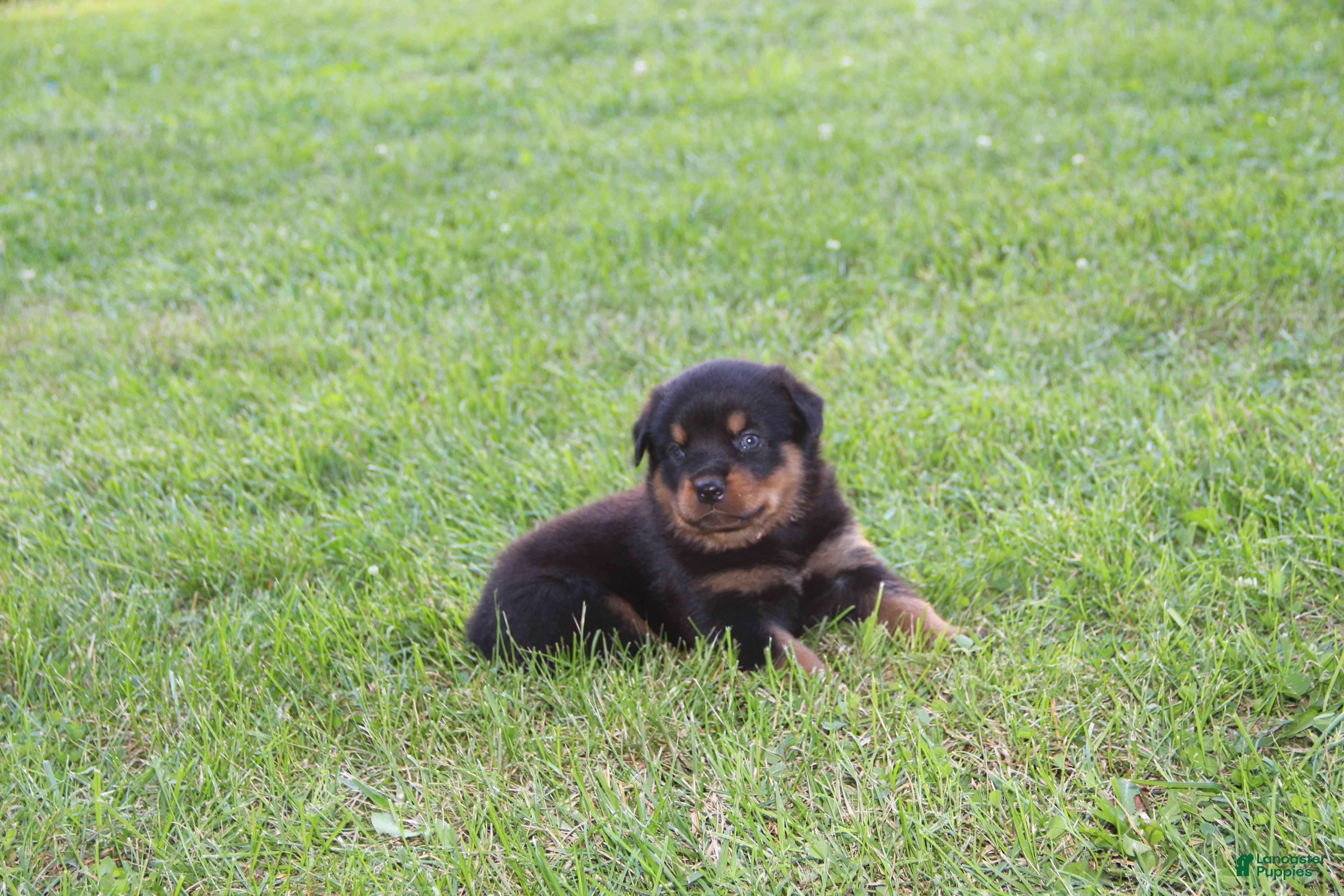 Rottweiler dogs Victor - Ad 1