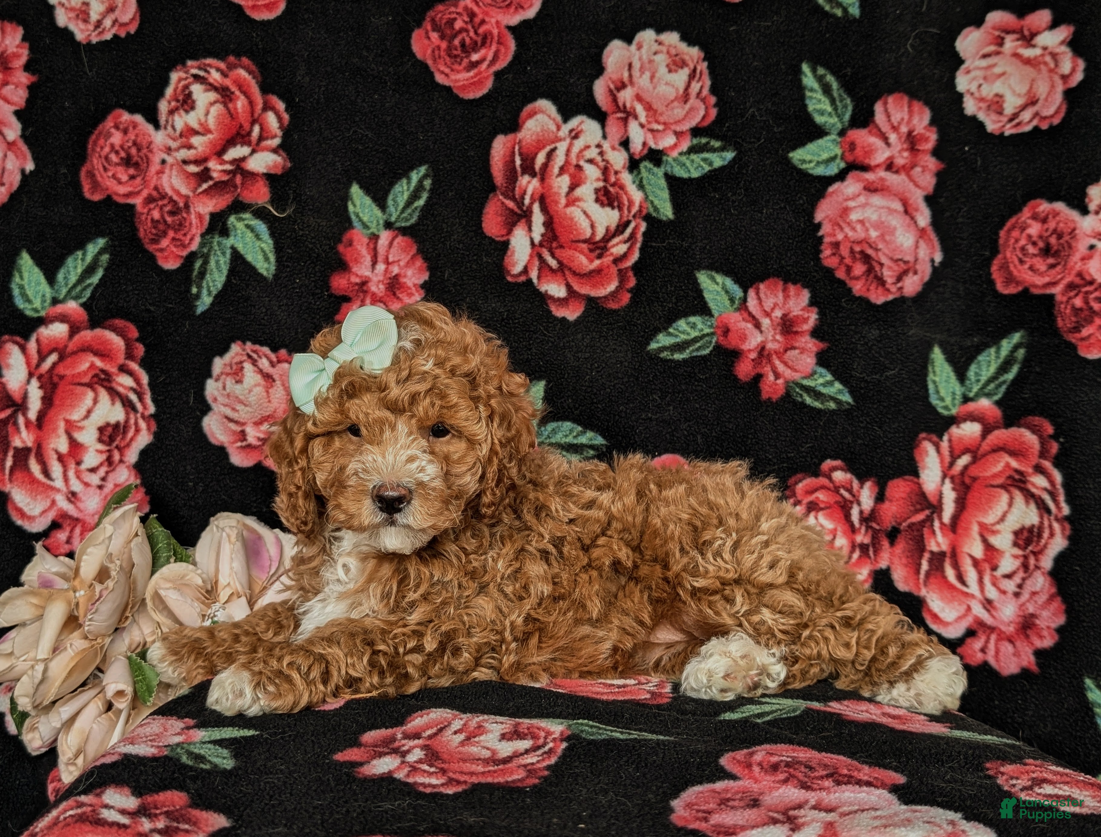 Miniature Poodle dogs for sale: Penny - Ad 4