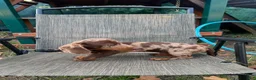 Dachshund dogs for sale: Slinky - Ad 2