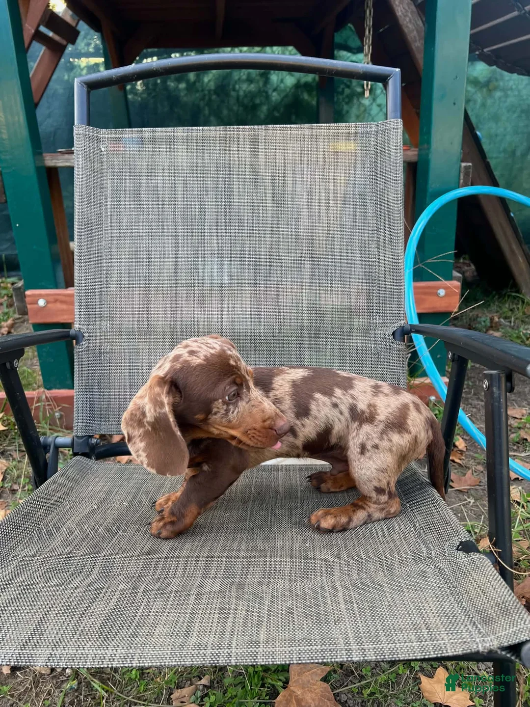 Dachshund dogs for sale: Slinky - Ad 2