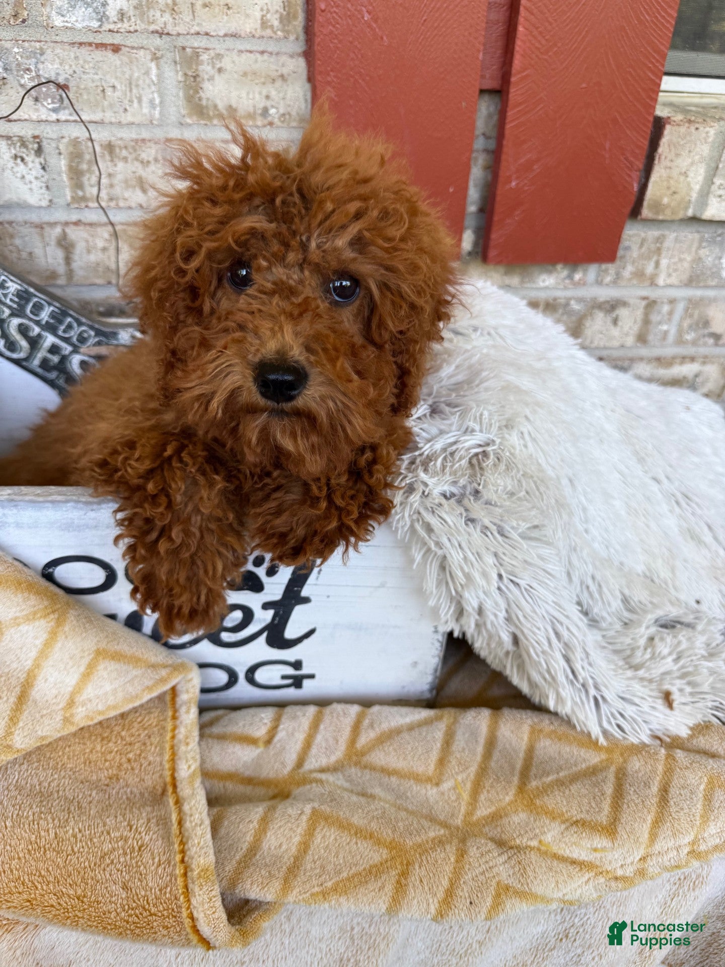 Mixed Breed dogs Jenny - Ad 33