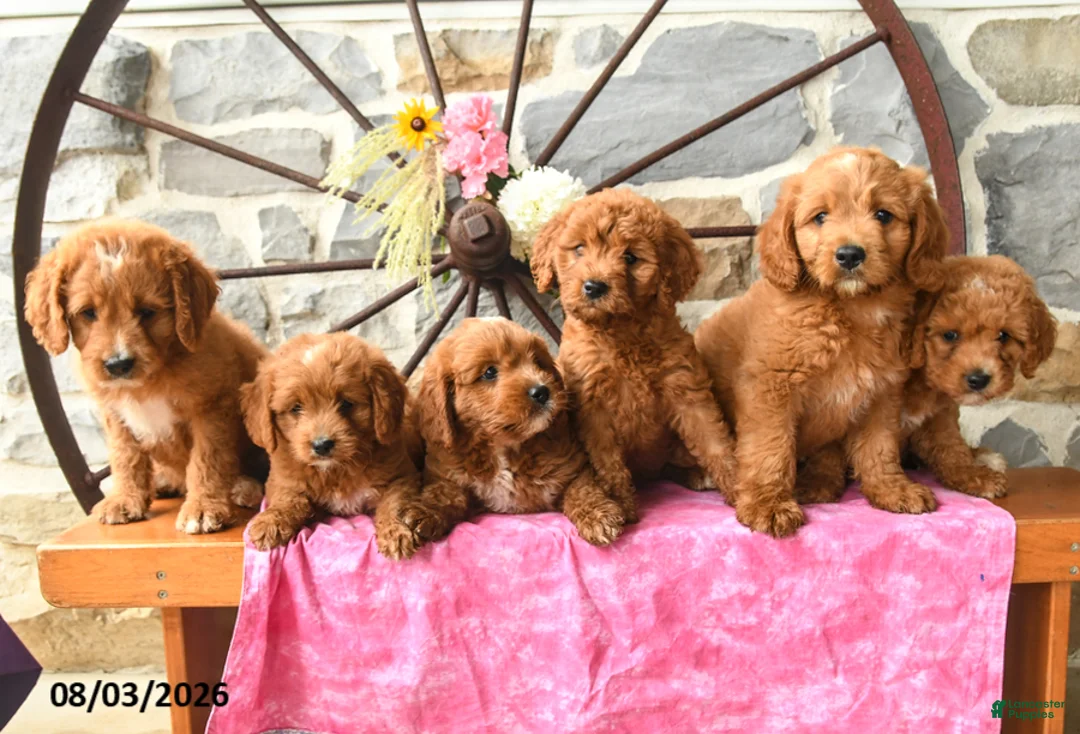 Mixed Breed dogs for sale: Leila - Ad 5